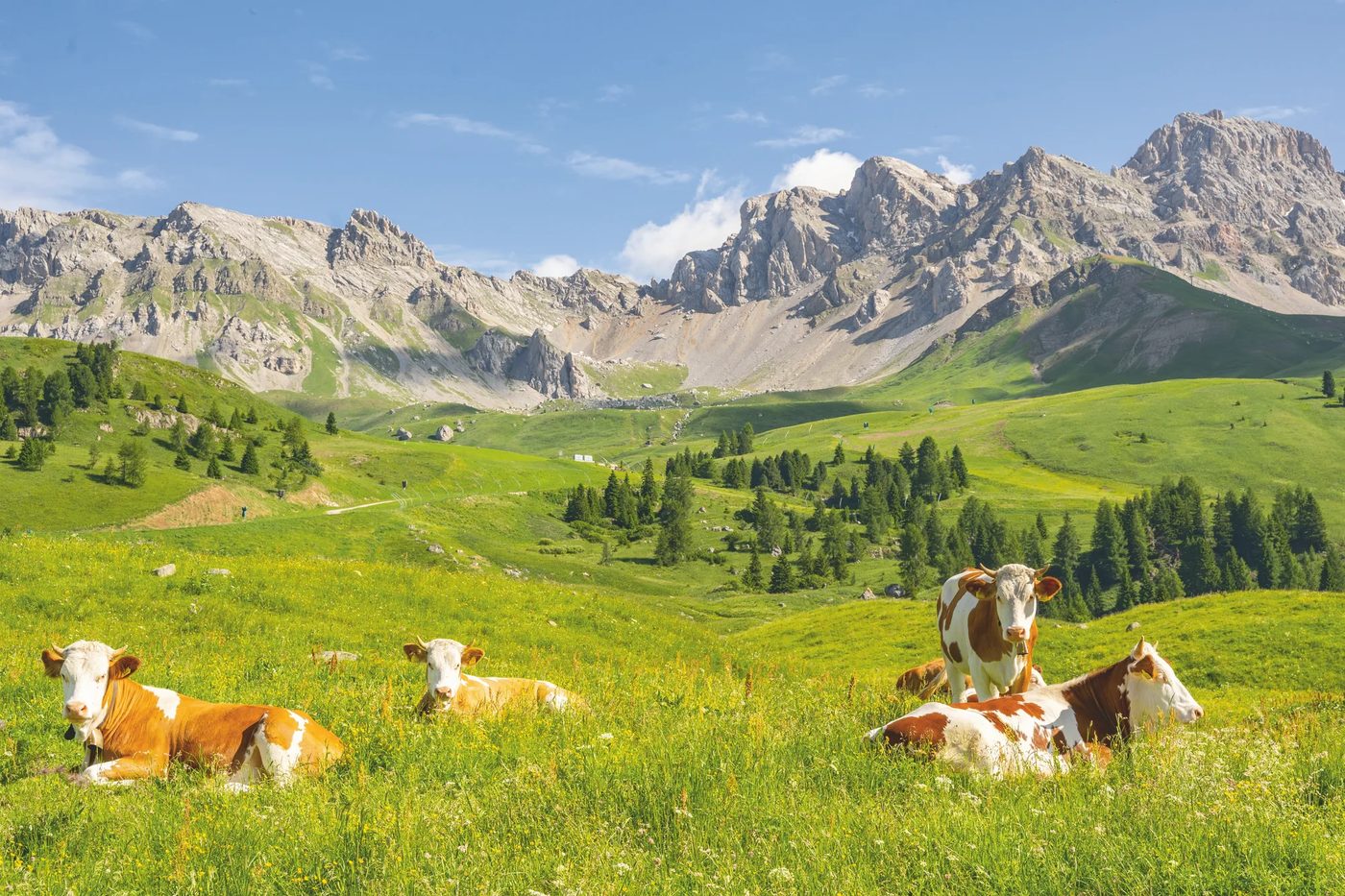 Almwiese mit Kühen vor Alpenpanorama
